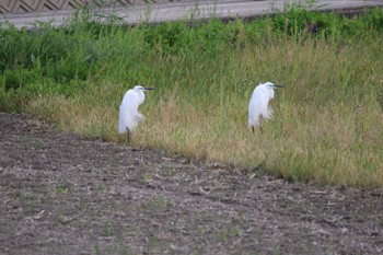 ダイサギ 紀ノ川 2019年4月26日(金)