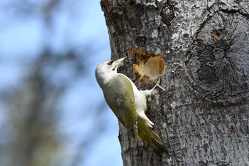 Grey-headed Woodpecker Tomakomai Experimental Forest Fri, 5/3/2019