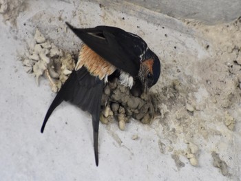 Red-rumped Swallow Unknown Spots Fri, 5/3/2019