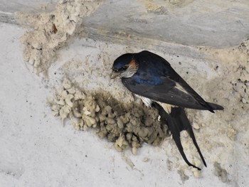 Red-rumped Swallow Unknown Spots Fri, 5/3/2019