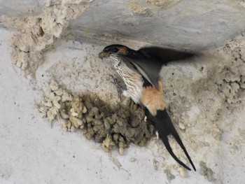 Red-rumped Swallow Unknown Spots Fri, 5/3/2019