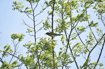 ムクドリ 多摩川二ヶ領宿河原堰 2019年5月3日(金)