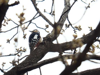 Great Spotted Woodpecker 韓国・ソウル Sat, 4/6/2019