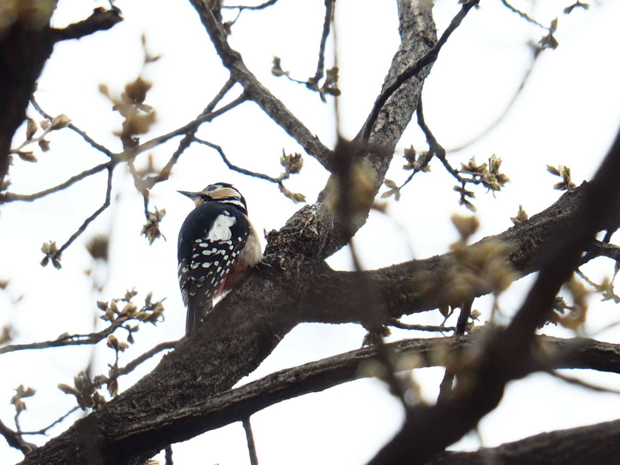 Photo of Great Spotted Woodpecker at 韓国・ソウル by Shimitake85