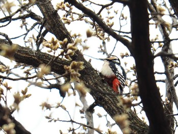 Great Spotted Woodpecker 韓国・ソウル Sat, 4/6/2019