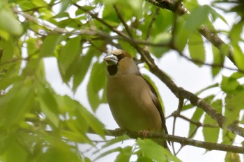 Fri, 5/3/2019 Birding report at Mie-ken Ueno Forest Park