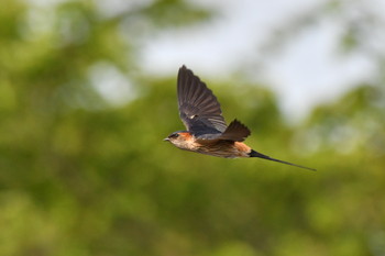 コシアカツバメ 奈良県 2019年5月3日(金)