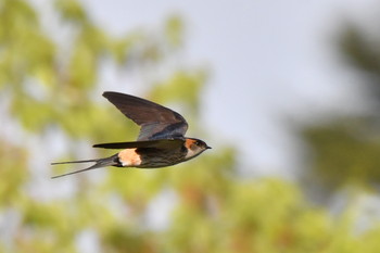 Red-rumped Swallow 奈良県 Fri, 5/3/2019