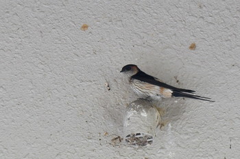 Red-rumped Swallow 奈良県 Fri, 5/3/2019