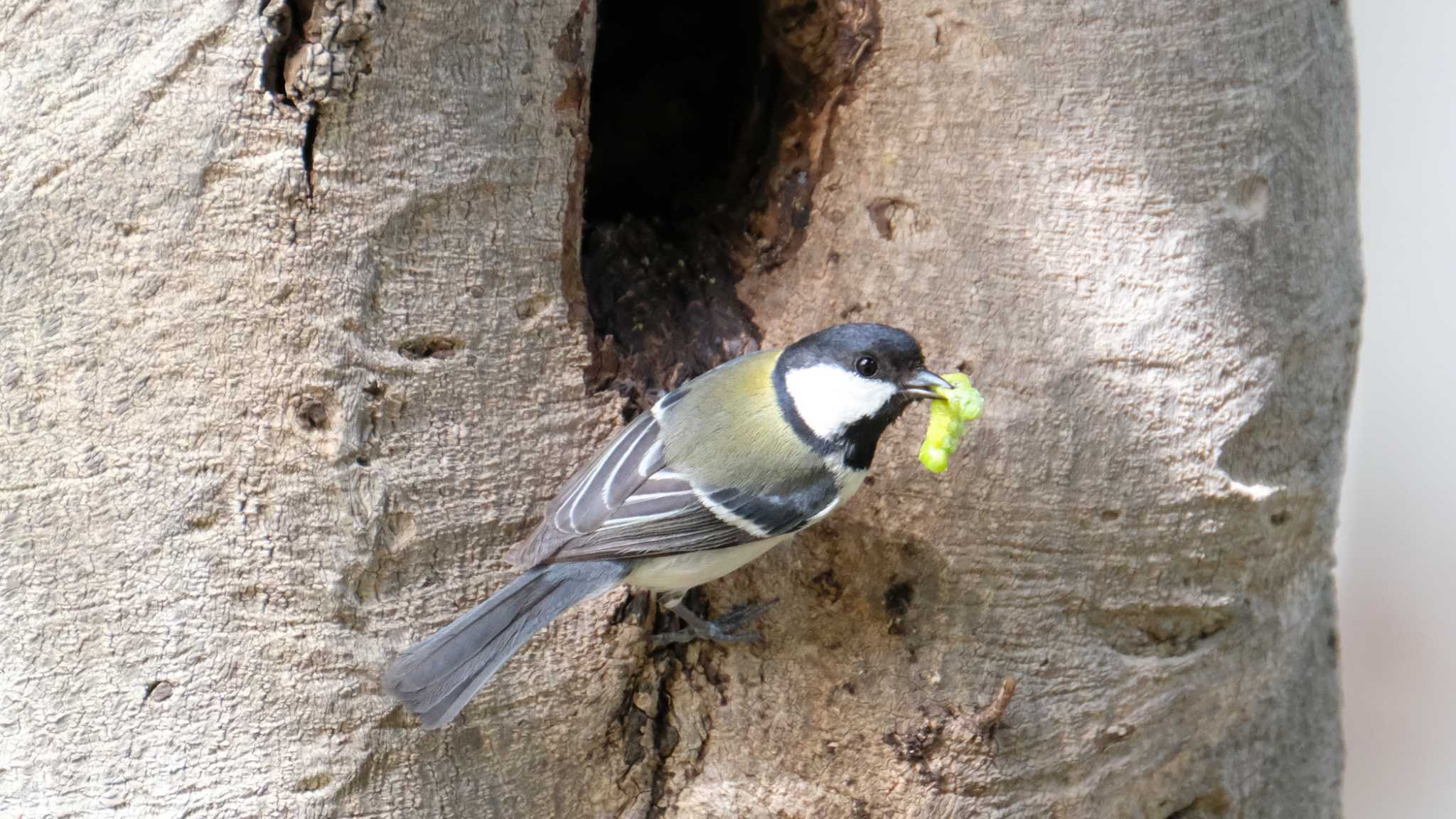 シジュウカラ