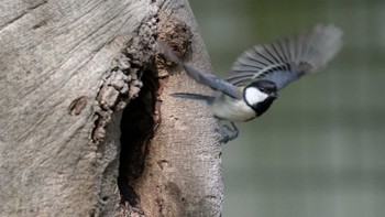 Japanese Tit 久良岐公園 Fri, 5/3/2019