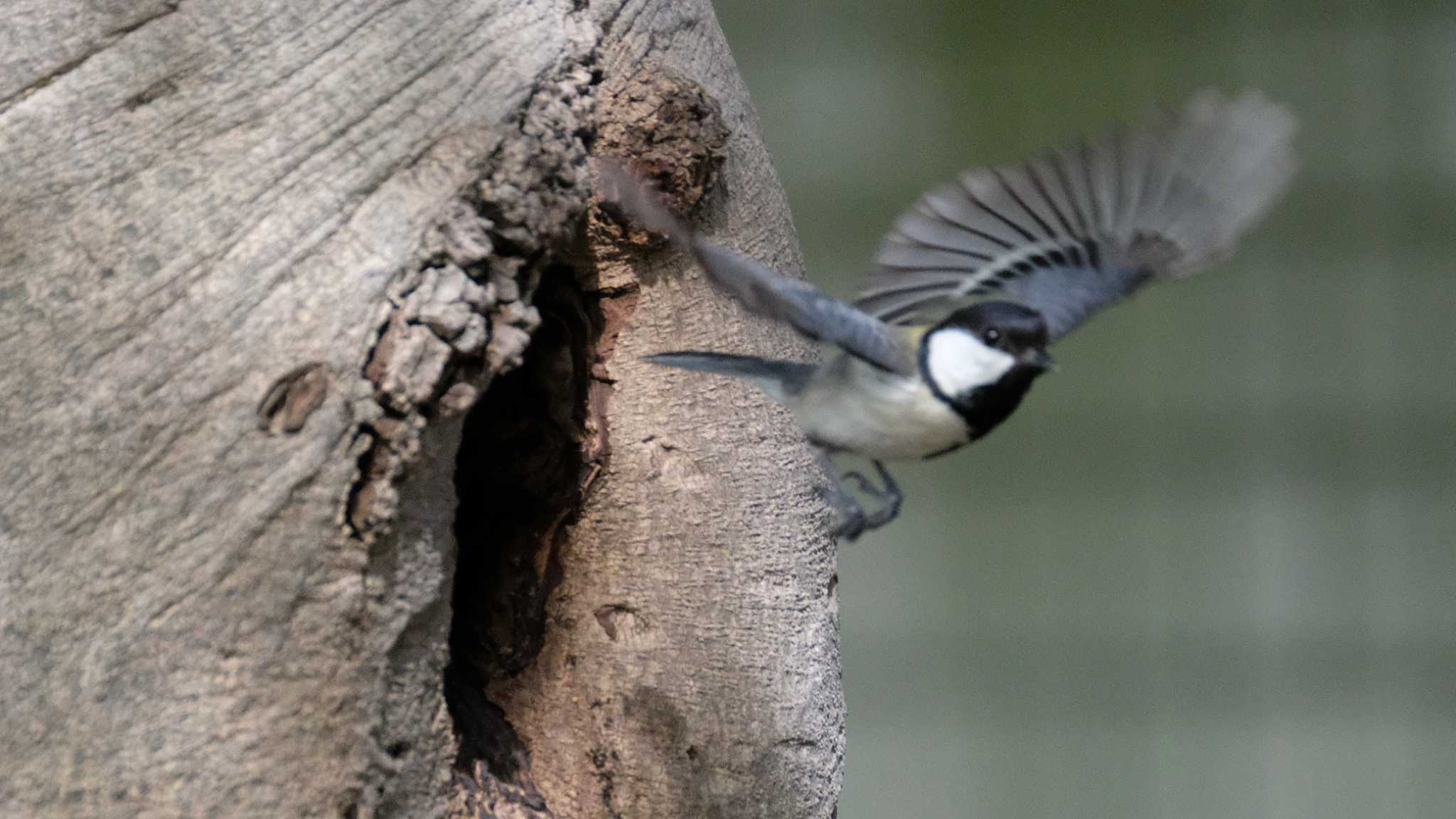 シジュウカラ