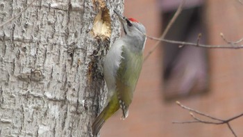 Grey-headed Woodpecker Tomakomai Experimental Forest Thu, 5/2/2019