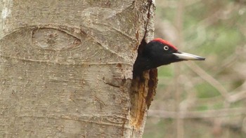 Black Woodpecker Tomakomai Experimental Forest Thu, 5/2/2019