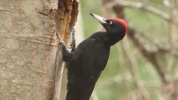 Black Woodpecker Tomakomai Experimental Forest Thu, 5/2/2019
