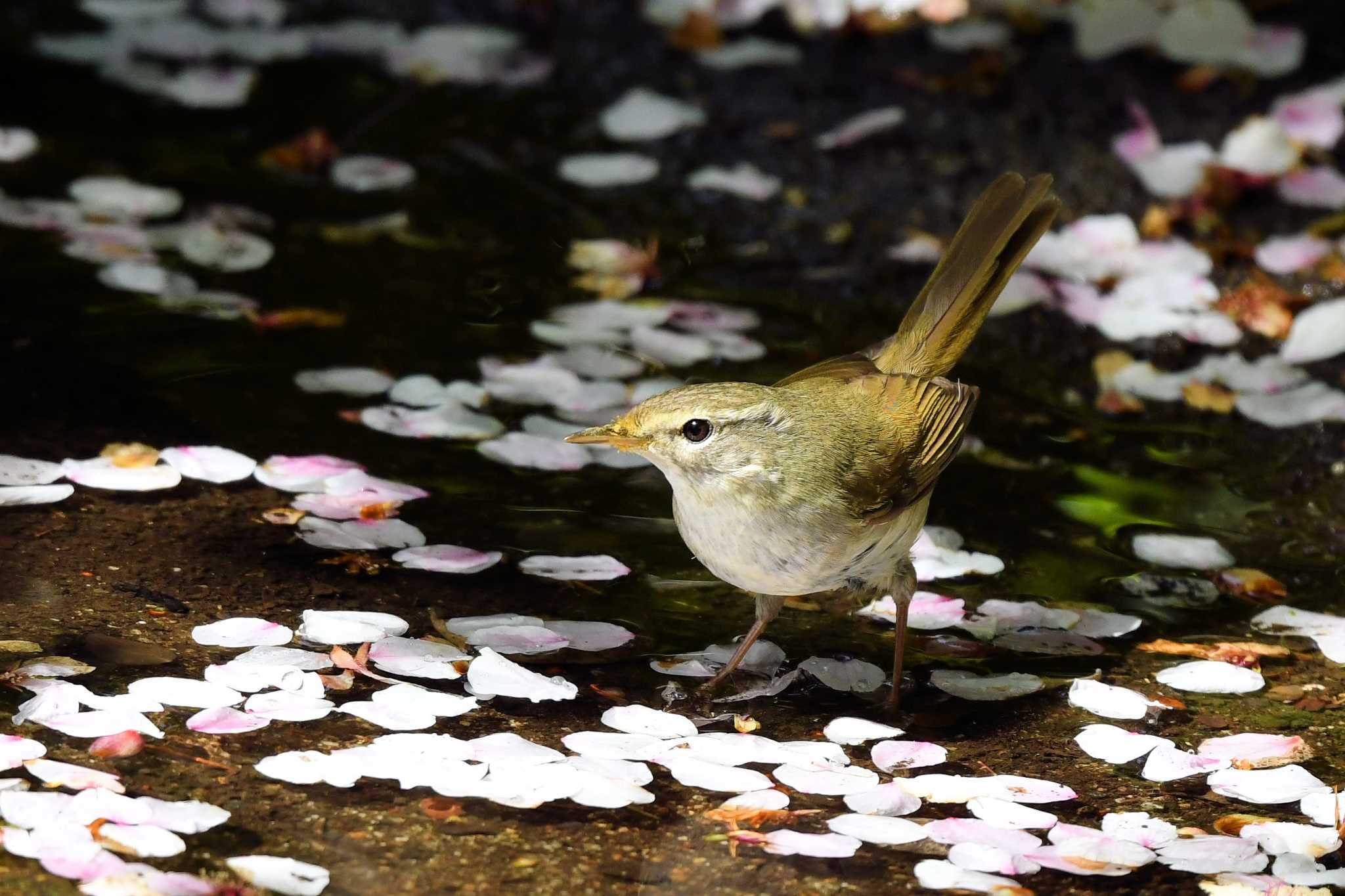 Japanese Bush Warbler