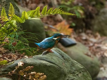 2019年4月29日(月) 旧古河庭園の野鳥観察記録