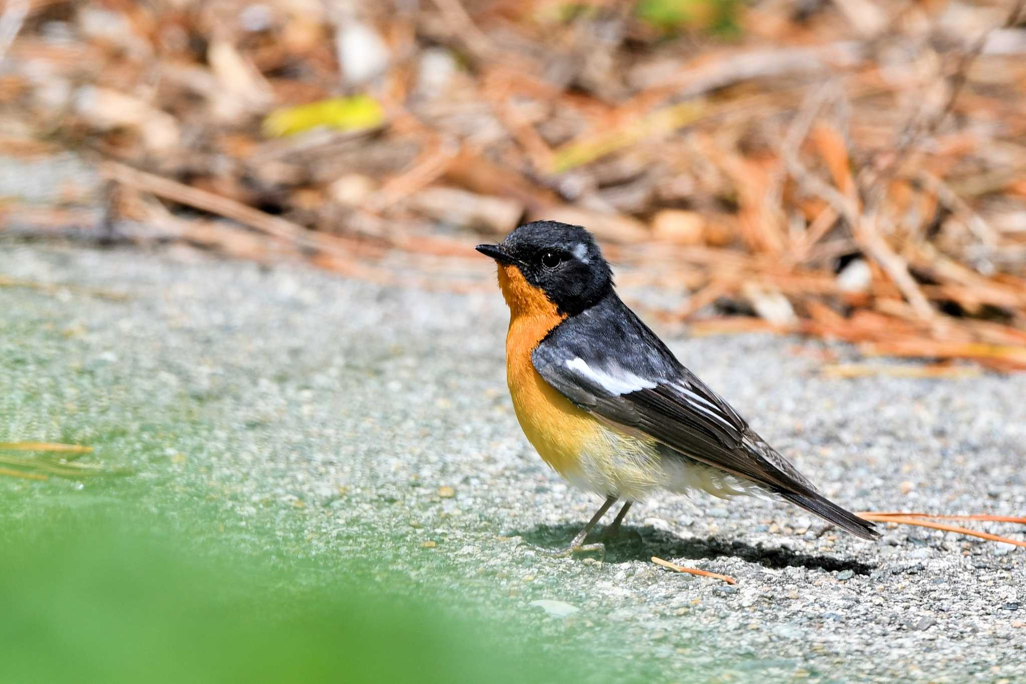 Mugimaki Flycatcher