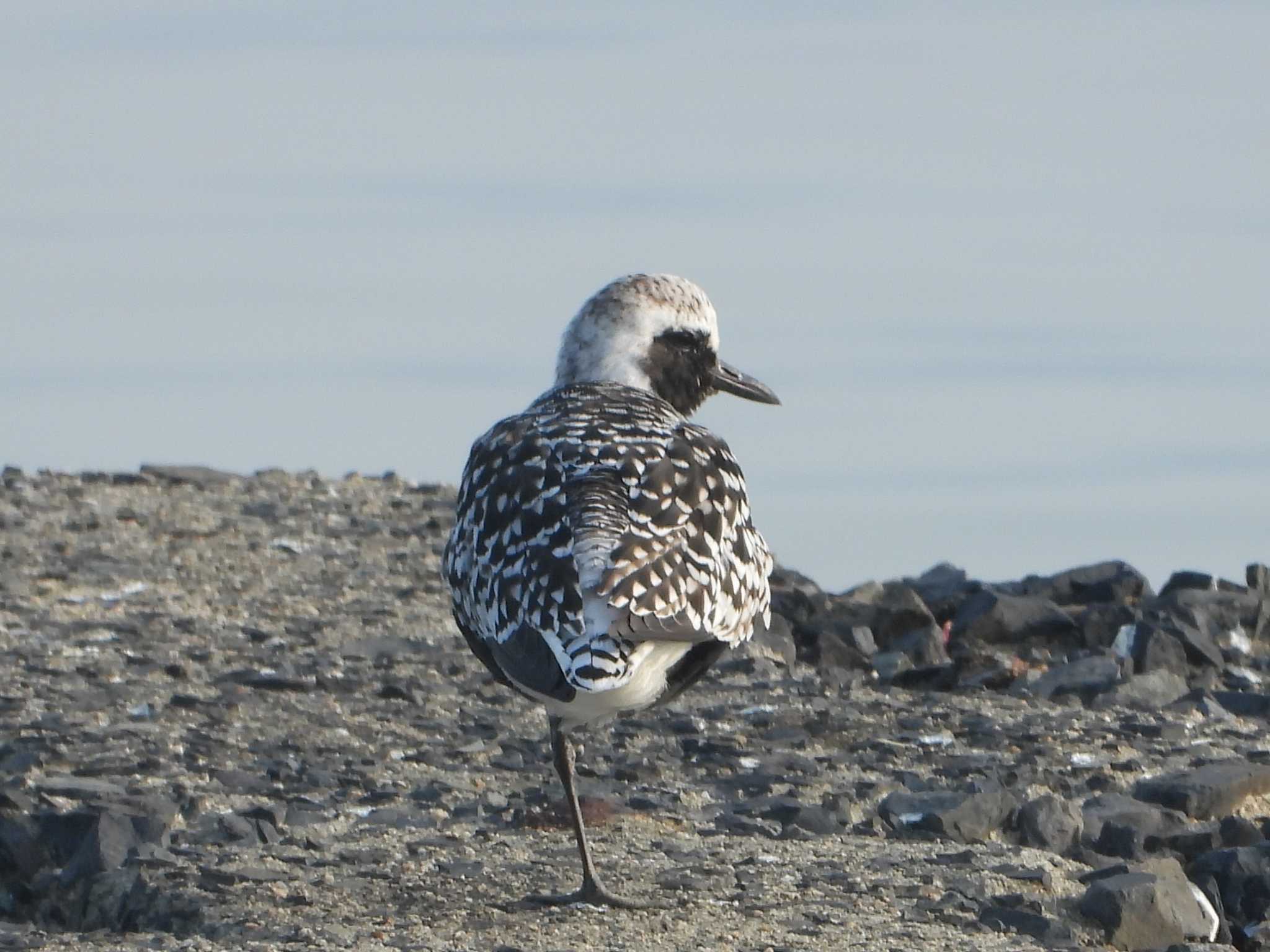 Grey Plover