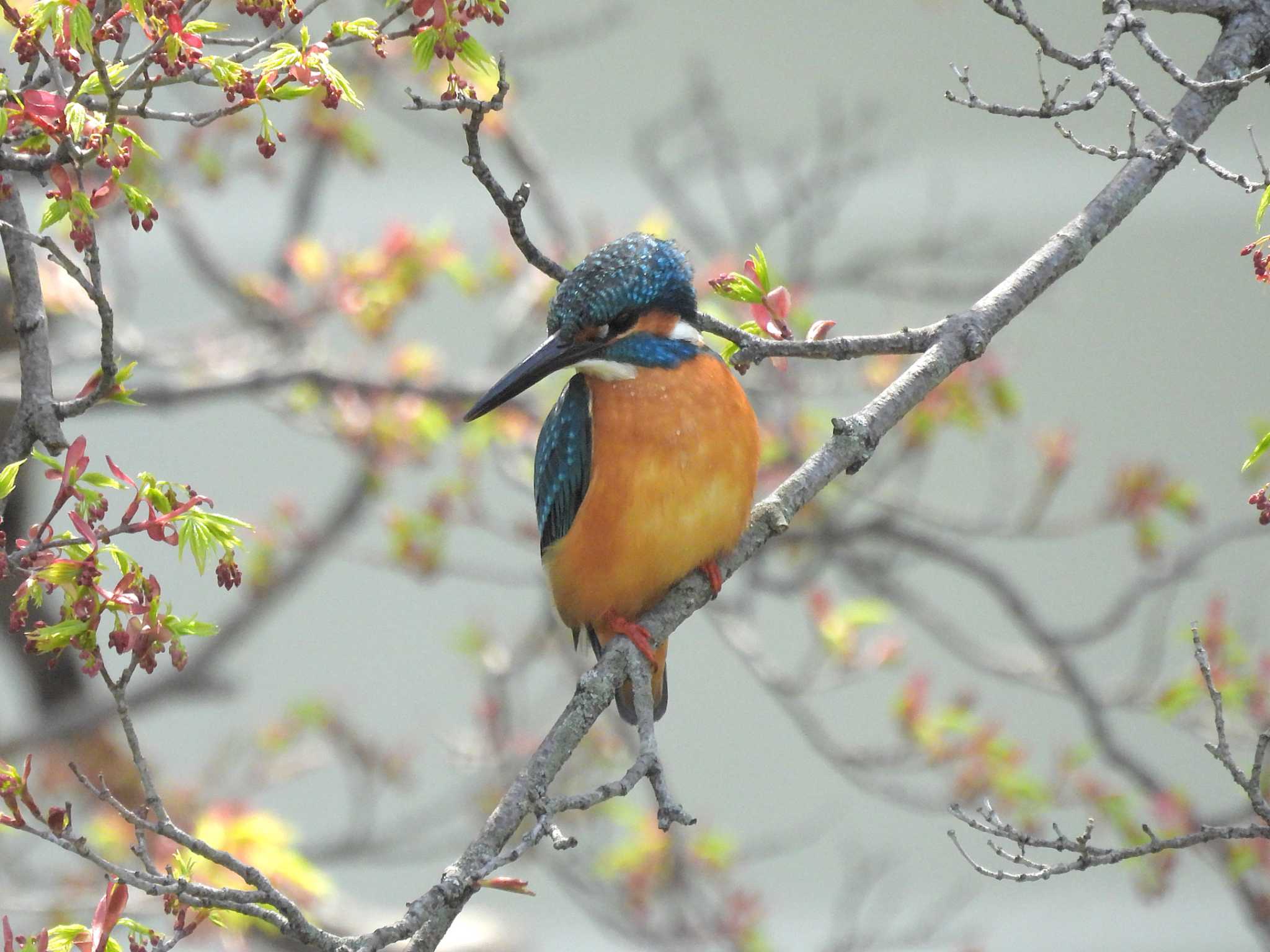 2025年4月8日(火) 京都御苑の野鳥観察記録 by ゆりかもめ 2025年4月8日(火) 京都御苑の野鳥観察記録 by ゆりかもめ