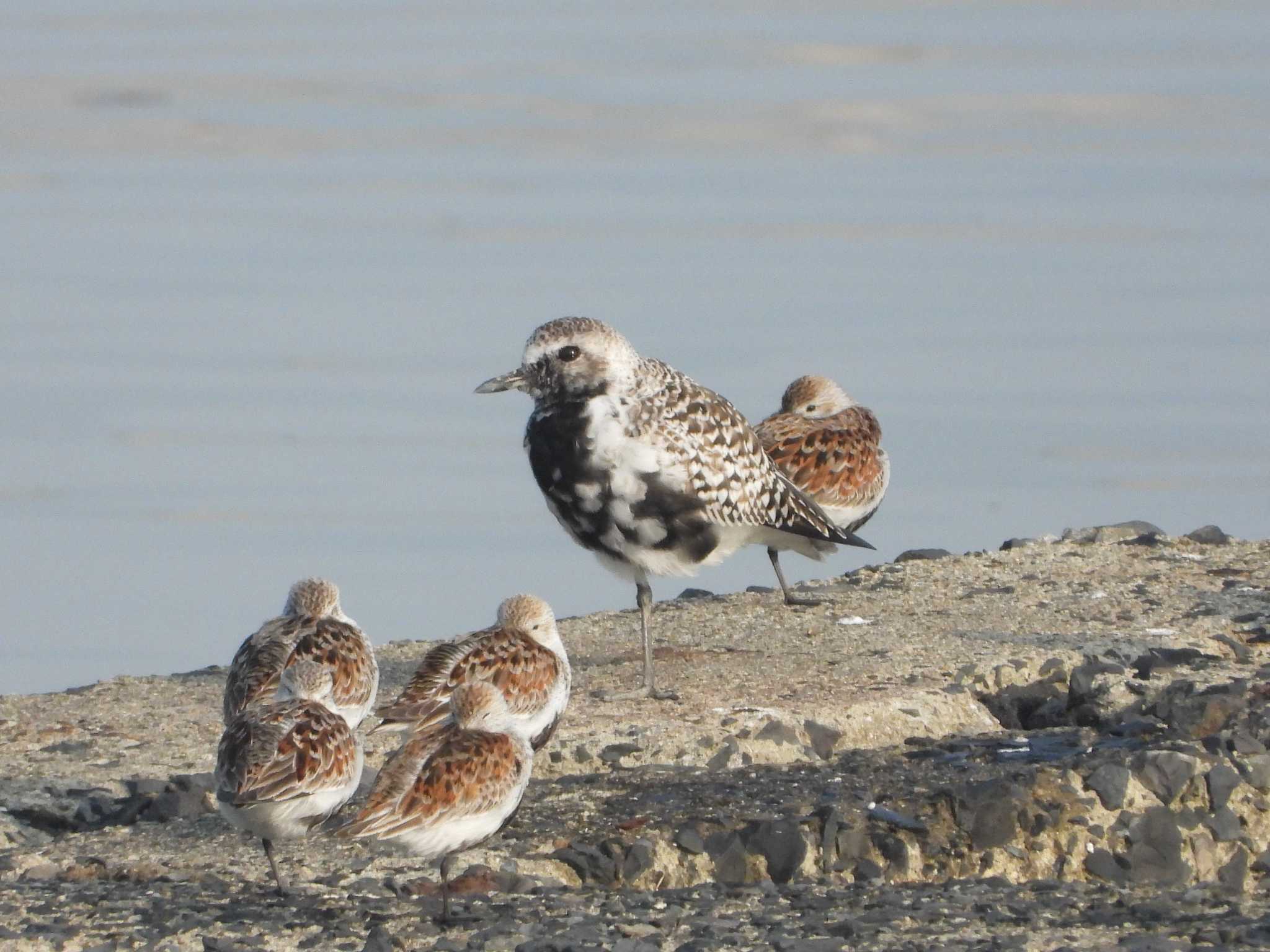 Pacific Golden Plover