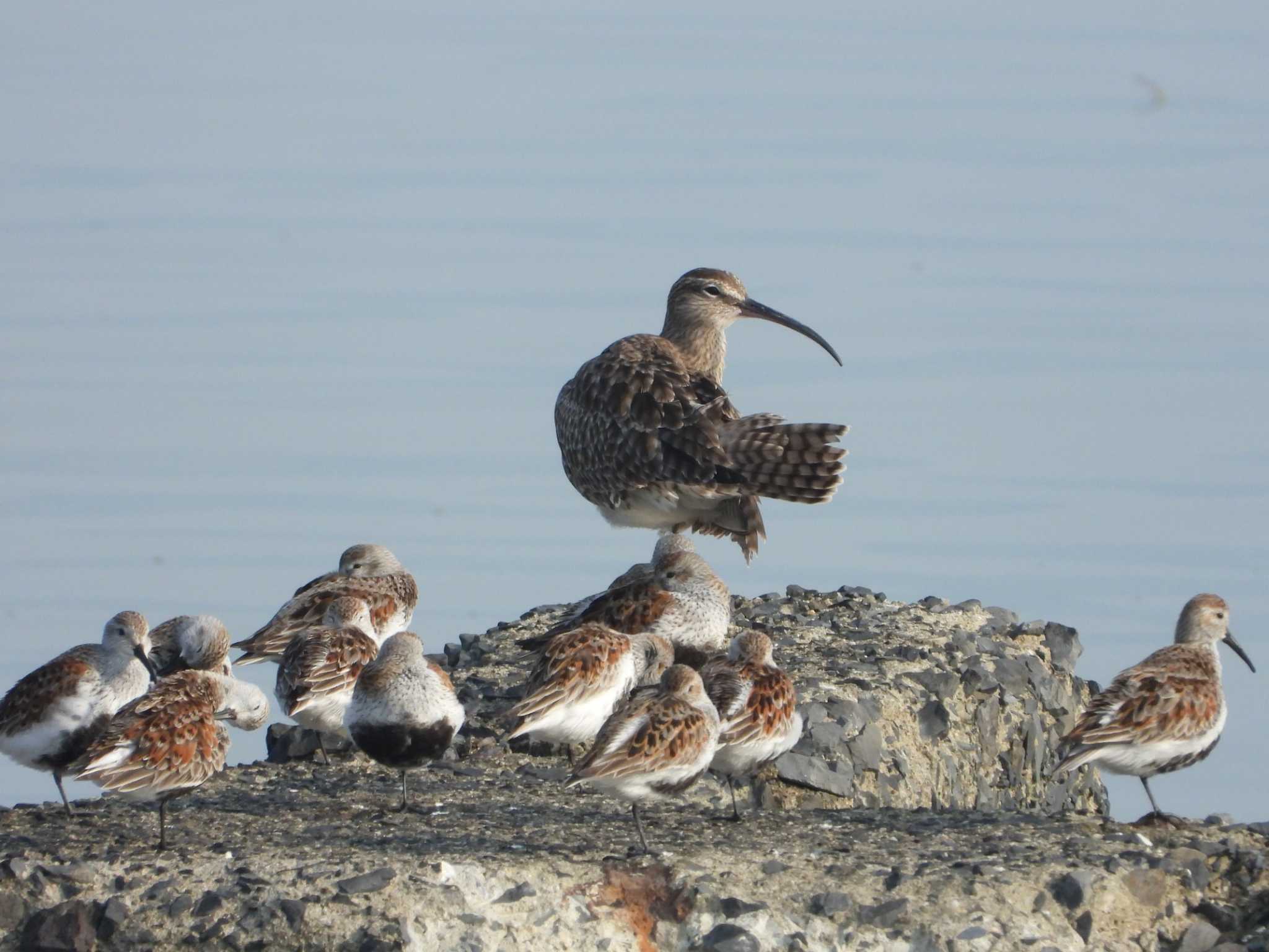 Eurasian Whimbrel