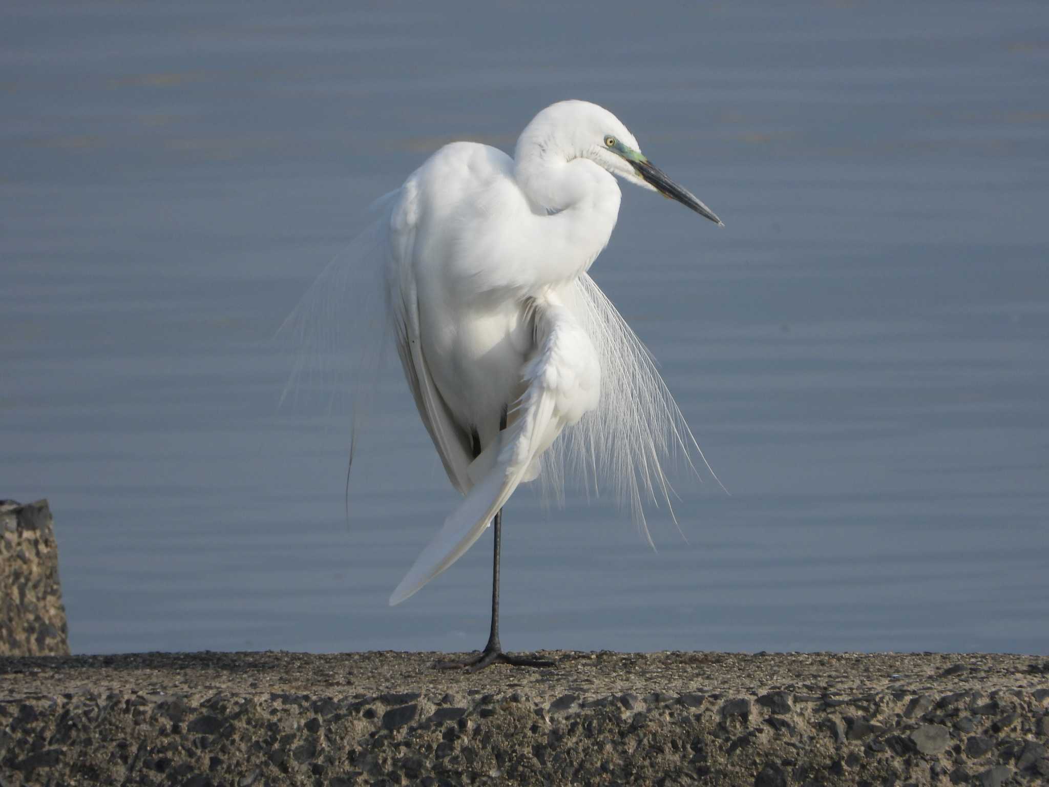 Great Egret