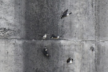 Asian House Martin 奈良県 Fri, 5/3/2019