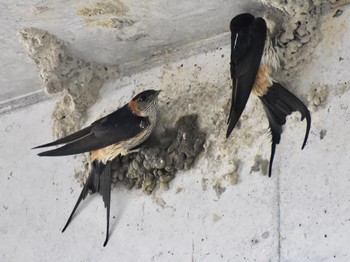 Red-rumped Swallow Unknown Spots Fri, 5/3/2019