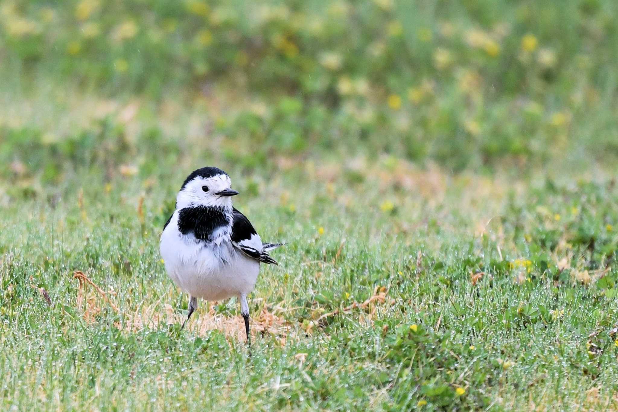 White Wagtail(leucopsis)