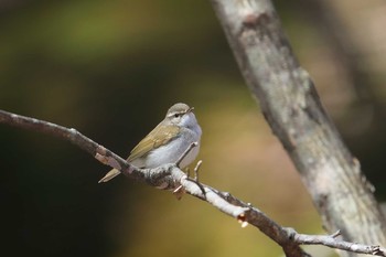 Sakhalin Leaf Warbler Unknown Spots Thu, 5/2/2019