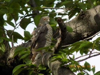 Japanese Sparrowhawk 埼玉県鴻巣市吹上　元荒川 Fri, 5/3/2019