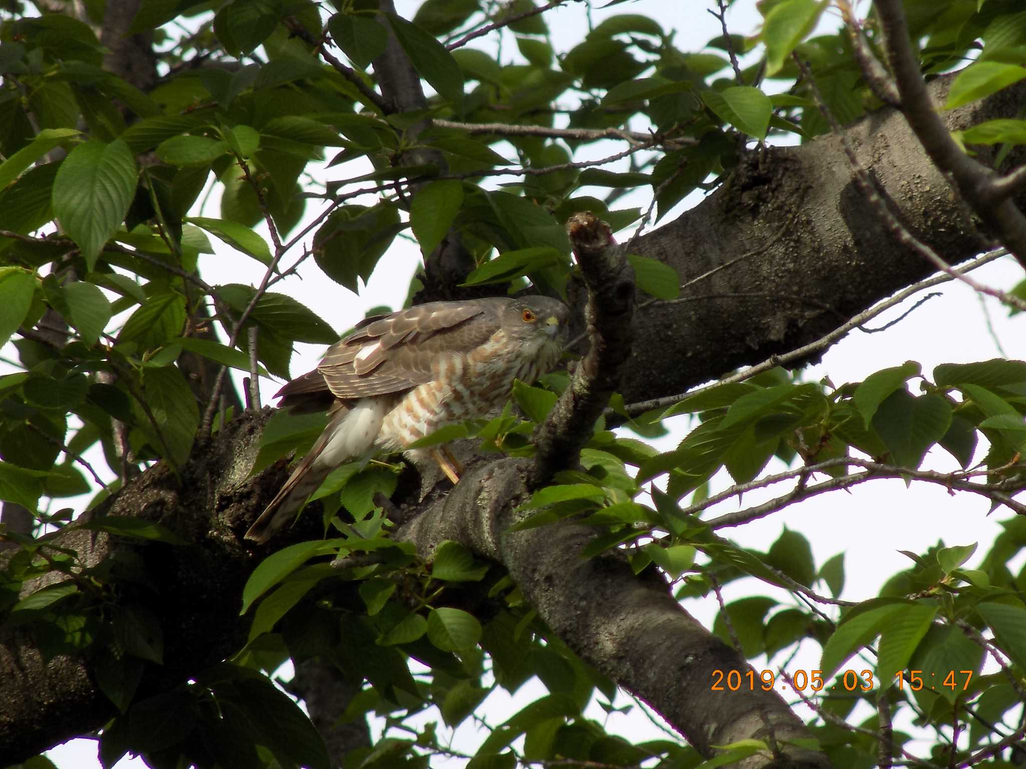 Photo of Japanese Sparrowhawk at 埼玉県鴻巣市吹上　元荒川 by 近所で鳥見