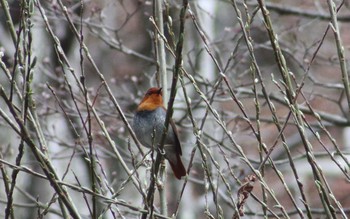 Japanese Robin 山梨 Fri, 5/3/2019