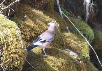 Eurasian Jay 山梨県 Thu, 5/2/2019