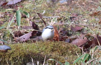 ゴジュウカラ 山梨県 2019年5月2日(木)