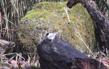 コガラ 山梨県 2019年5月2日(木)