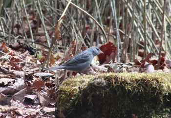 Grey Bunting 山梨県 Thu, 5/2/2019