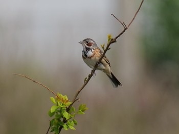 Chestnut-eared Bunting 福岡県　北九州市　 Thu, 5/2/2019