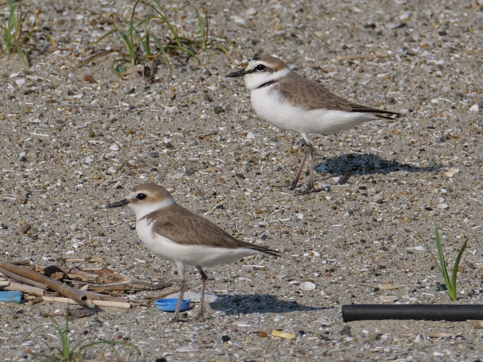 Kentish Plover