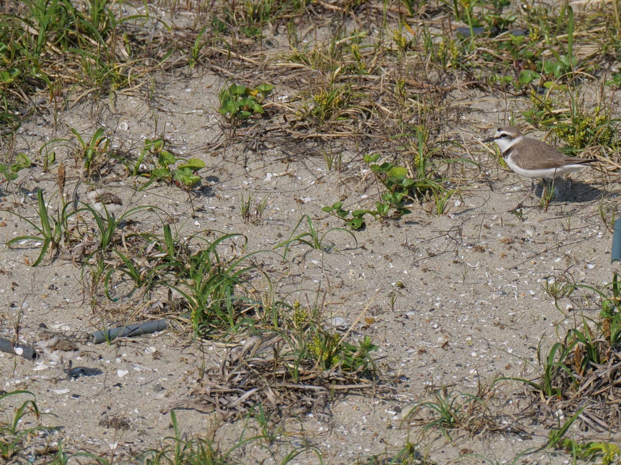 Kentish Plover