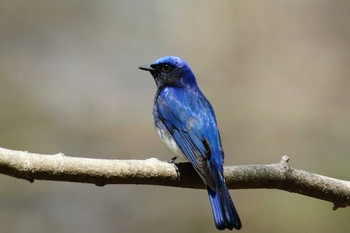 Blue-and-white Flycatcher 軽井沢 Sat, 5/4/2019