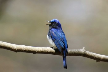 Blue-and-white Flycatcher 軽井沢 Sat, 5/4/2019