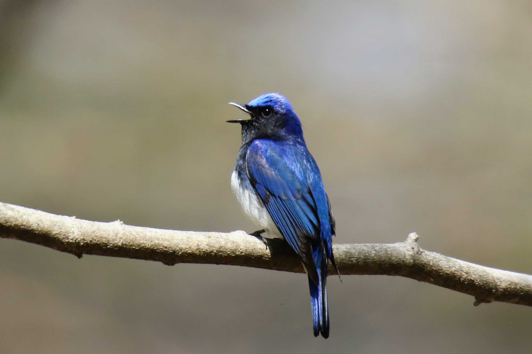 Photo of Blue-and-white Flycatcher at 軽井沢 by はやぶさくん