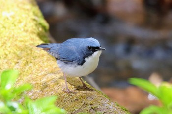 Siberian Blue Robin 軽井沢 Sat, 5/4/2019