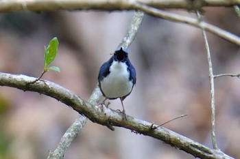 Siberian Blue Robin 軽井沢 Sat, 5/4/2019