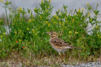 Richard's Pipit 長崎県長崎市 Sat, 4/27/2019