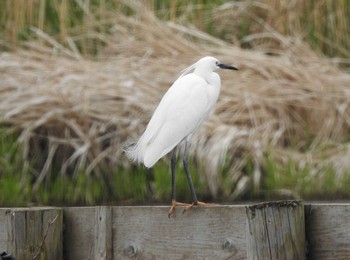 Little Egret 千葉県佐倉市 Sun, 4/21/2019