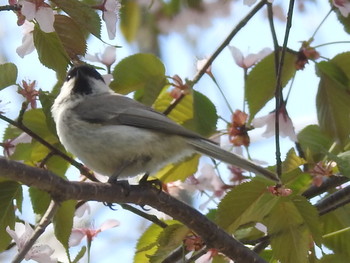 ハシブトガラ 屯田防風林 2019年5月4日(土)