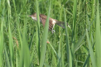 2019年5月4日(土) 滋賀県びわこ地球市民の森の野鳥観察記録